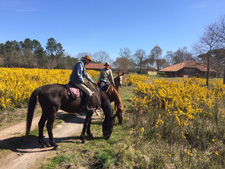 France-Landes-Riding Clinic in Southwestern France